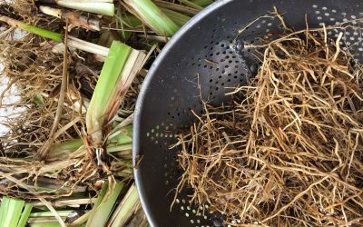 How to Grow and Harvest Vetiver