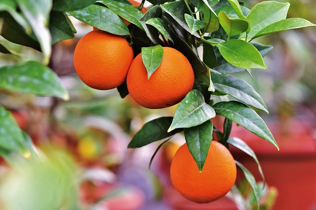 Oil of the Week: Sweet Orange