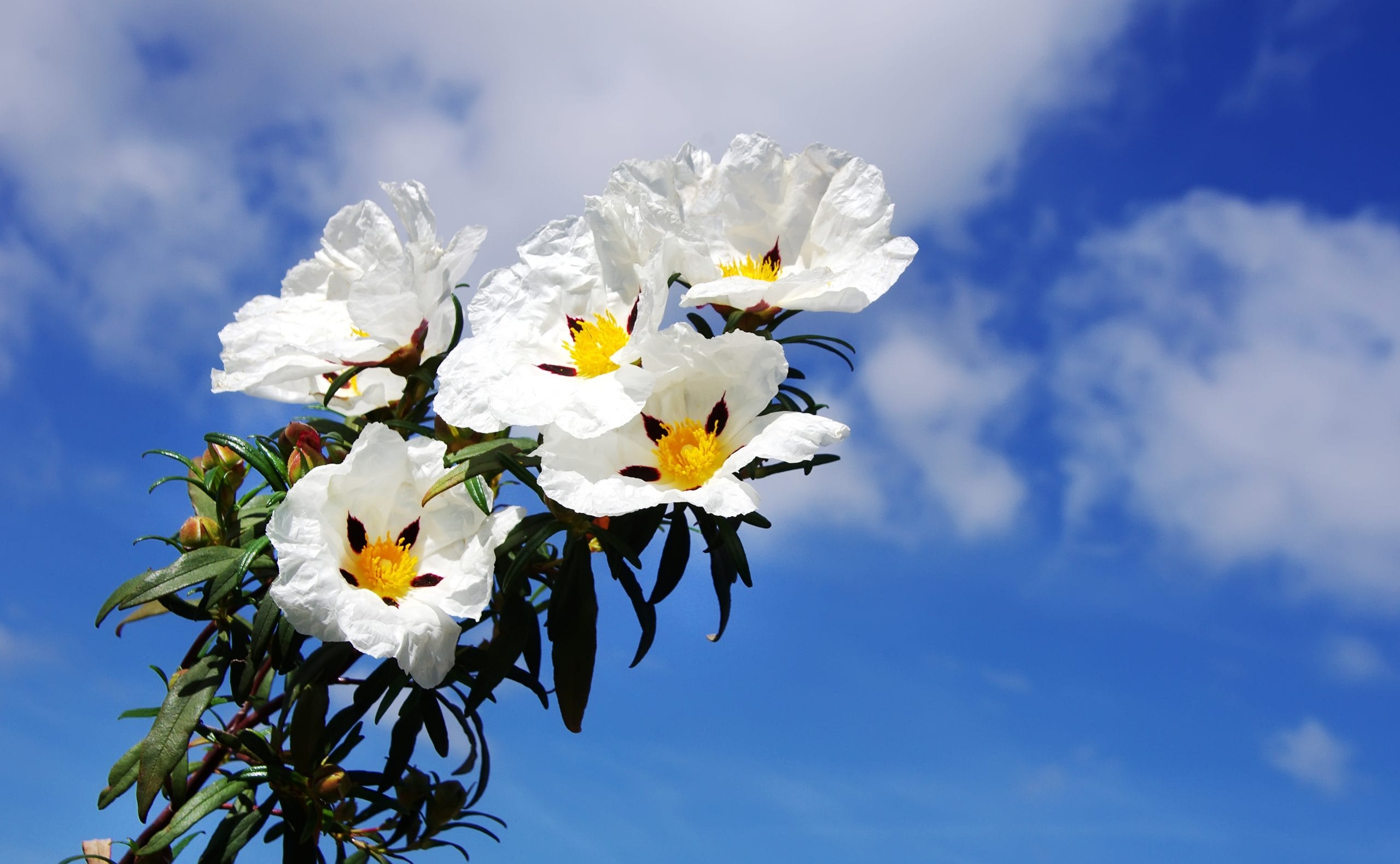 Turn Crisis into Creation with Cistus