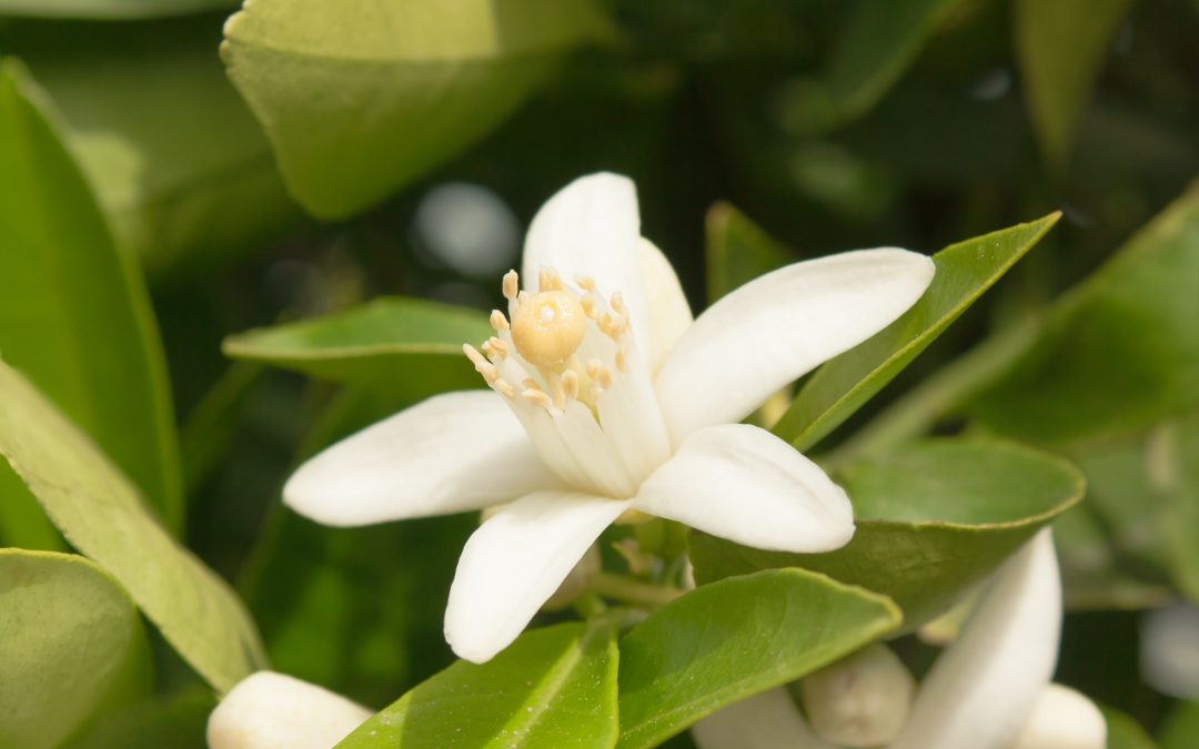 See Beauty All Around You with Neroli