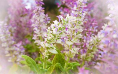 Create Clarity with Clary Sage Essential Oil